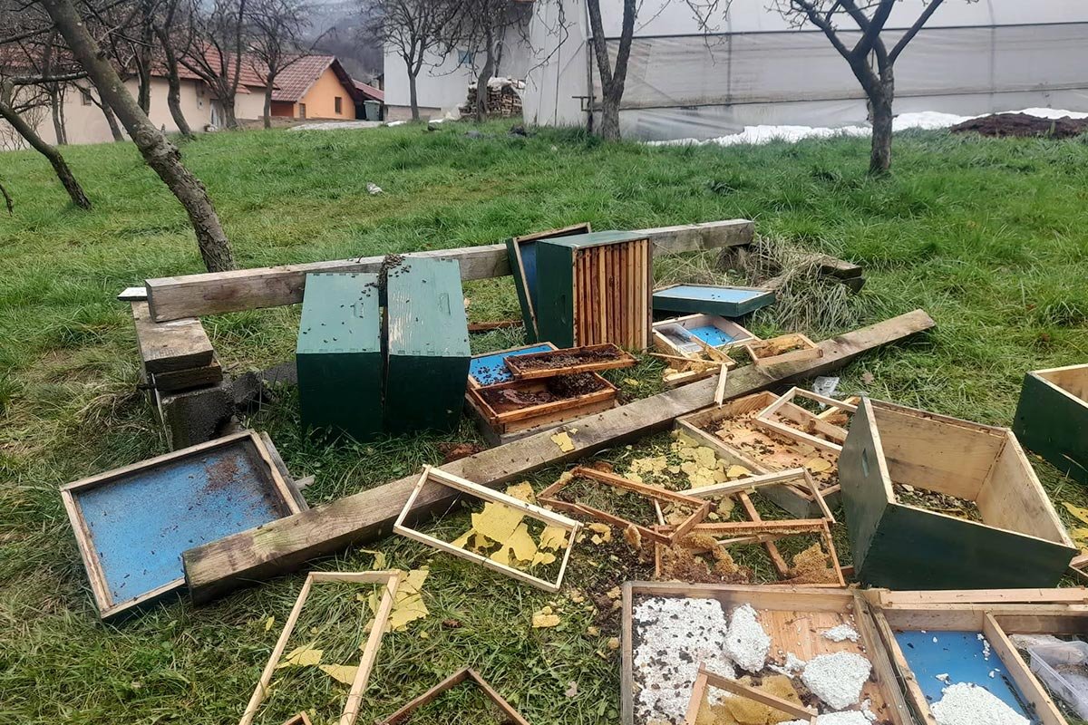 POJAVA MEDVJEDA NA VIŠE LOKACIJA Potpuno uništen jedan pčelinjak u BiH (VIDEO)