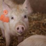 pexels-magda-ehlers-pexels-34154074