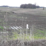 res_1775226585_ekoloski-alarm-na-bardaci-pronadeni-uginuli-labudovi