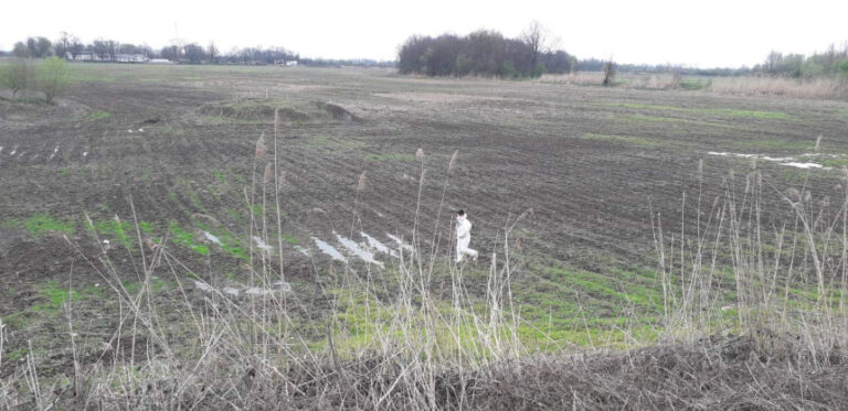res_1775226585_ekoloski-alarm-na-bardaci-pronadeni-uginuli-labudovi