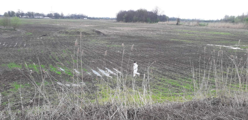 res_1775226585_ekoloski-alarm-na-bardaci-pronadeni-uginuli-labudovi