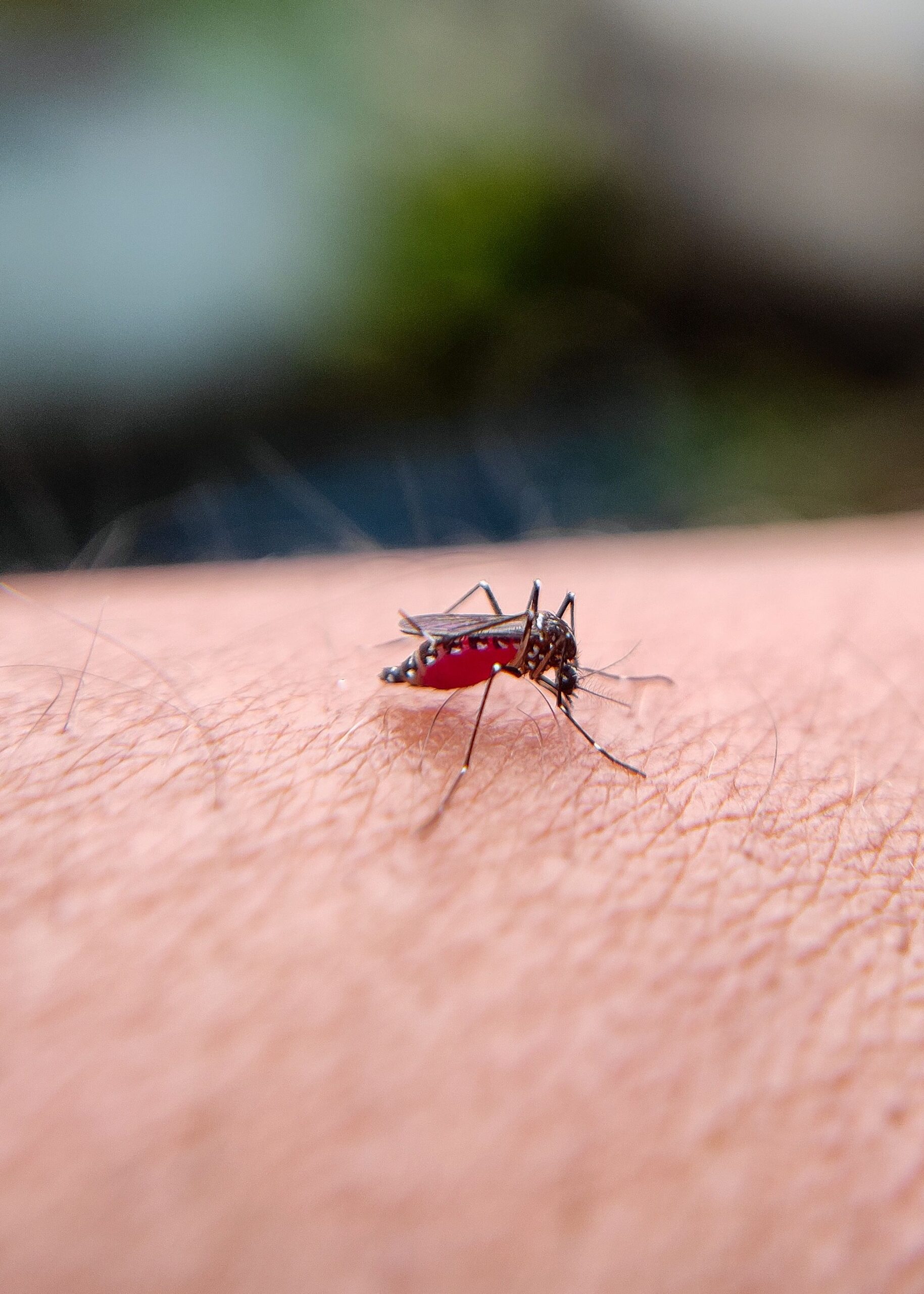 VIRUS zapadnog Nila izazvao pet smrtnih slučajeva