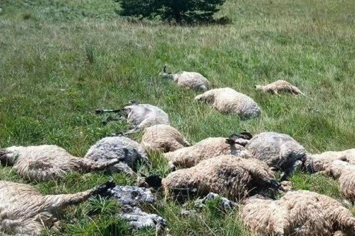 POTRESNO Grom u BiH usmrtio stado ovaca