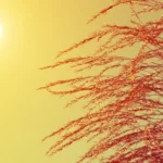 images_2026_06_8ca418a7-7645-4d6c-86fd-38374ed2f37c_900x492