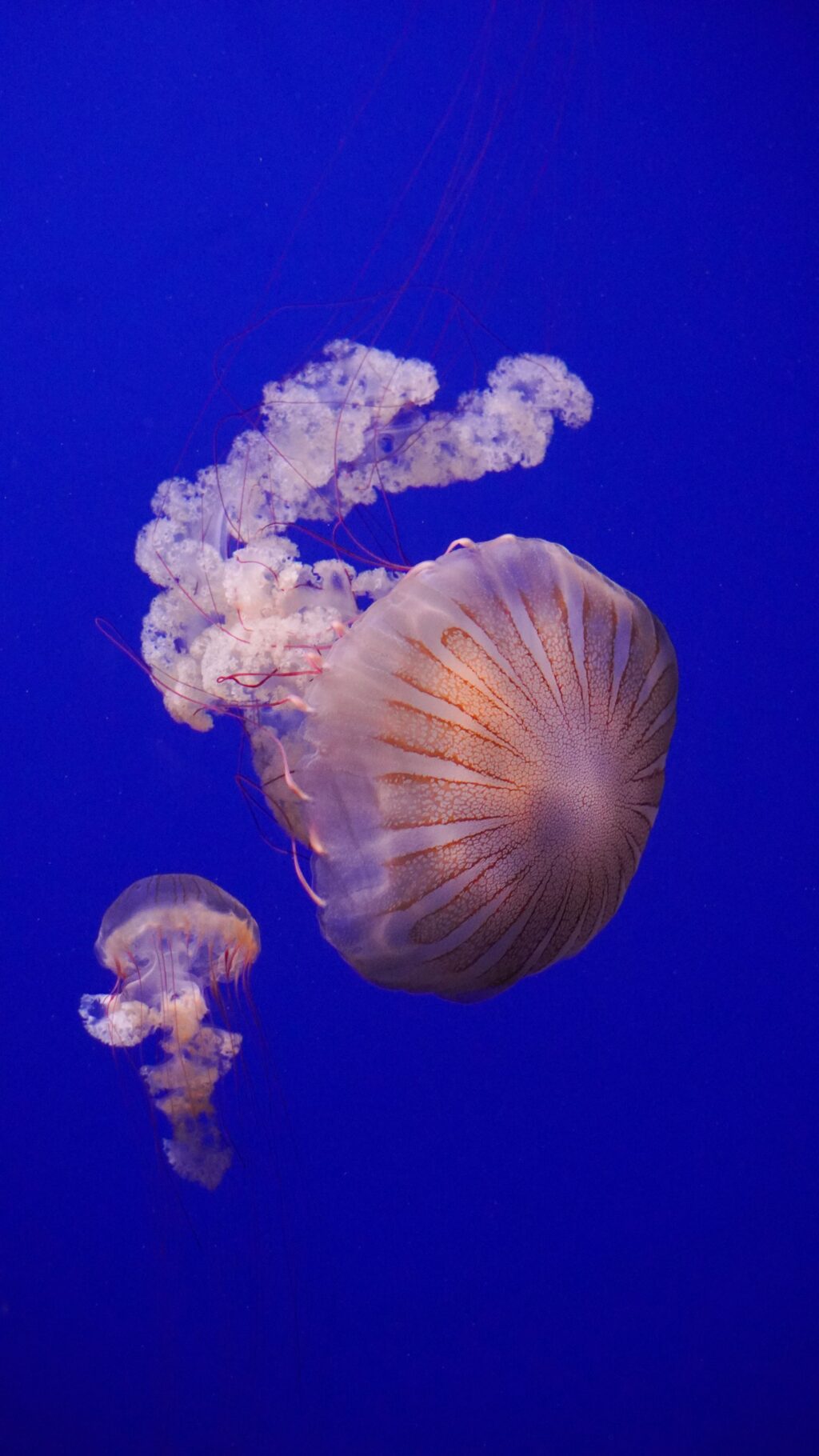 meduze