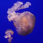 meduze